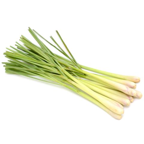 Cymbopogon Lemon Grass Plant in a 10 in. (3 Gal.) Grower Pot