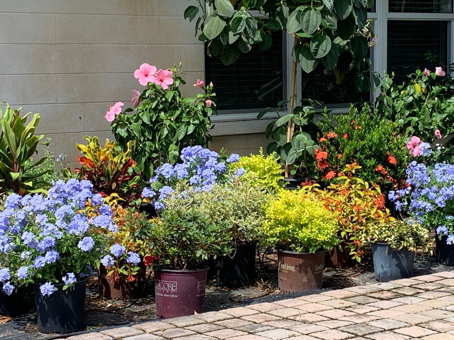 Plumbago Shrub (Blue Flowers) in a 10 in. (3 Gal.) Grower Pot