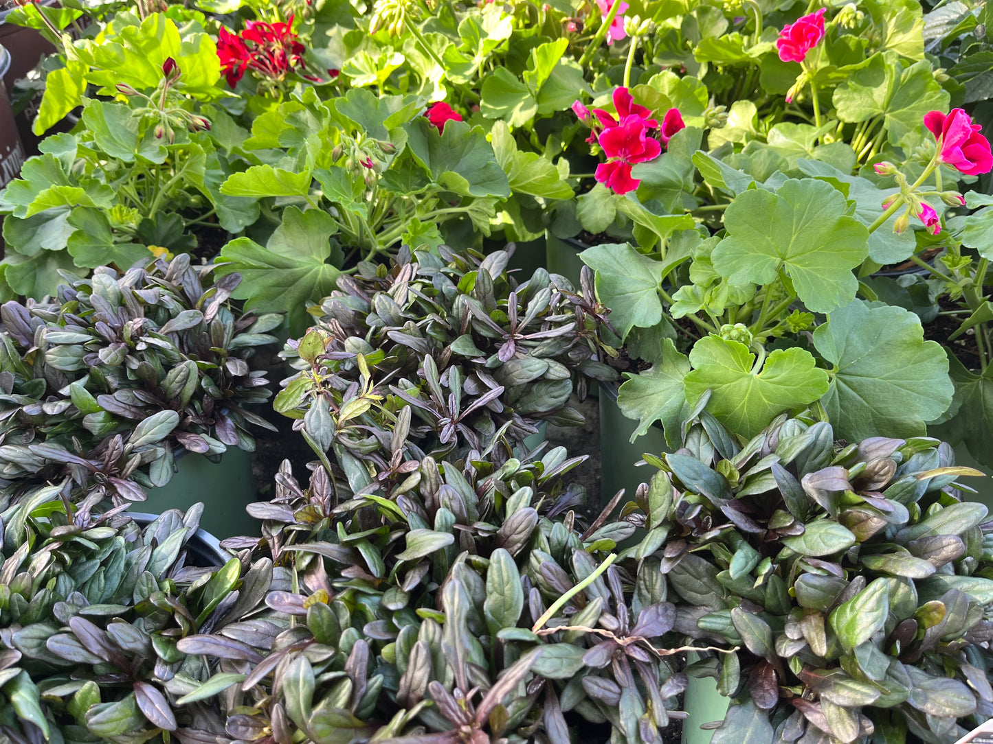 Ajuga Chocolate Chip Bugleweed Perennial Plant (Blue Flowers) in a 6-in. (1 Gal.) Grower Pot