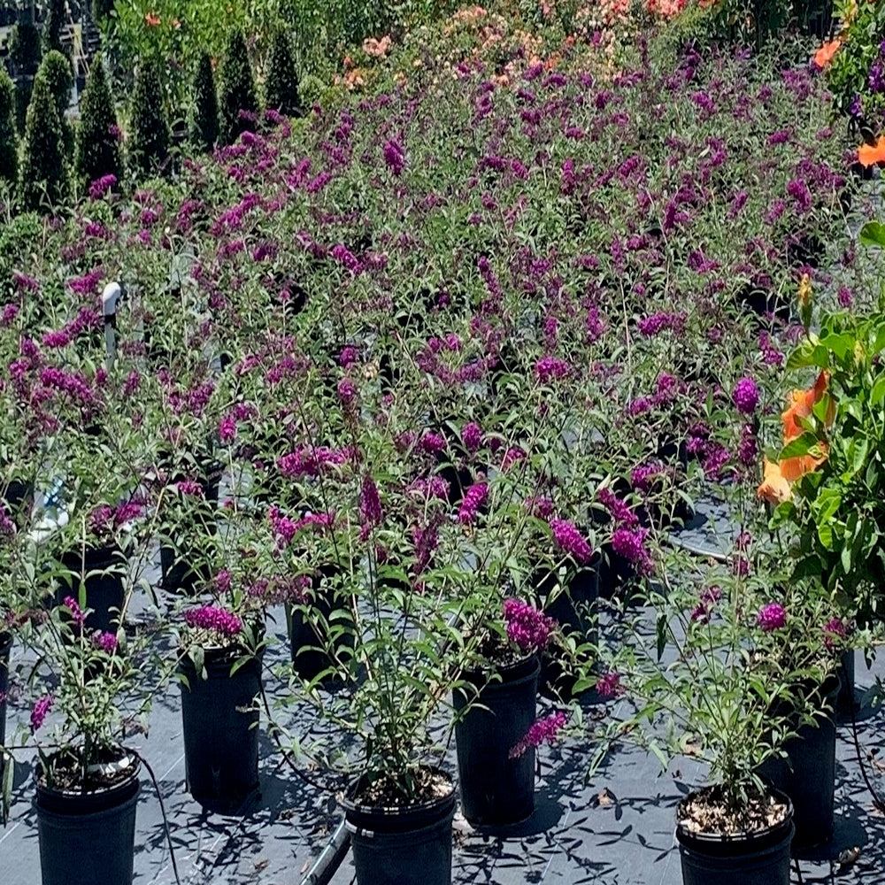 Buddleia Butterfly Bush Buzz Hot Raspberry Flowering Shrub (Magenta Flowers) in 10 in. (3 Gal.) Grower Pot