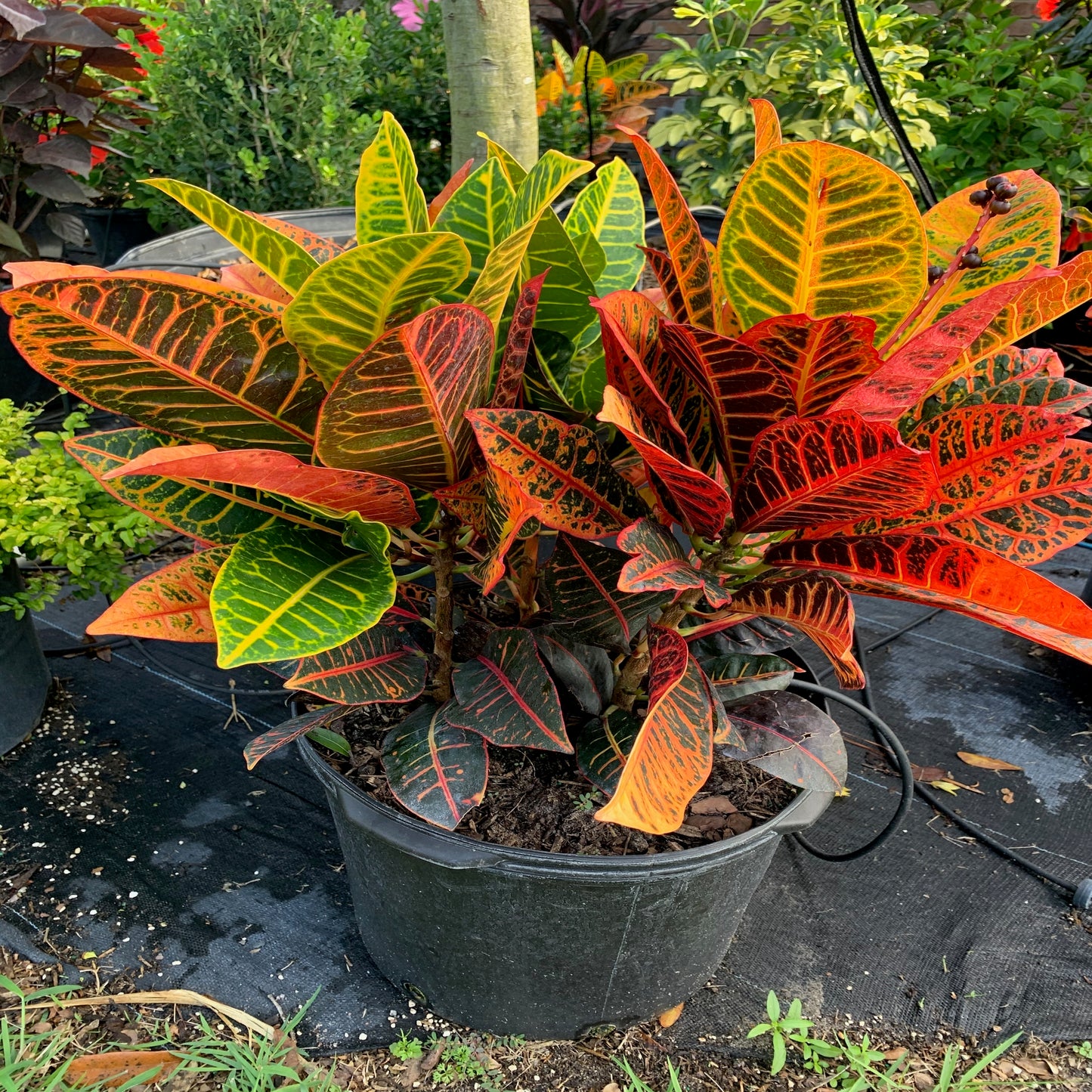 Croton Petra Plant in 10 in. (3 Gal.) Grower Pot