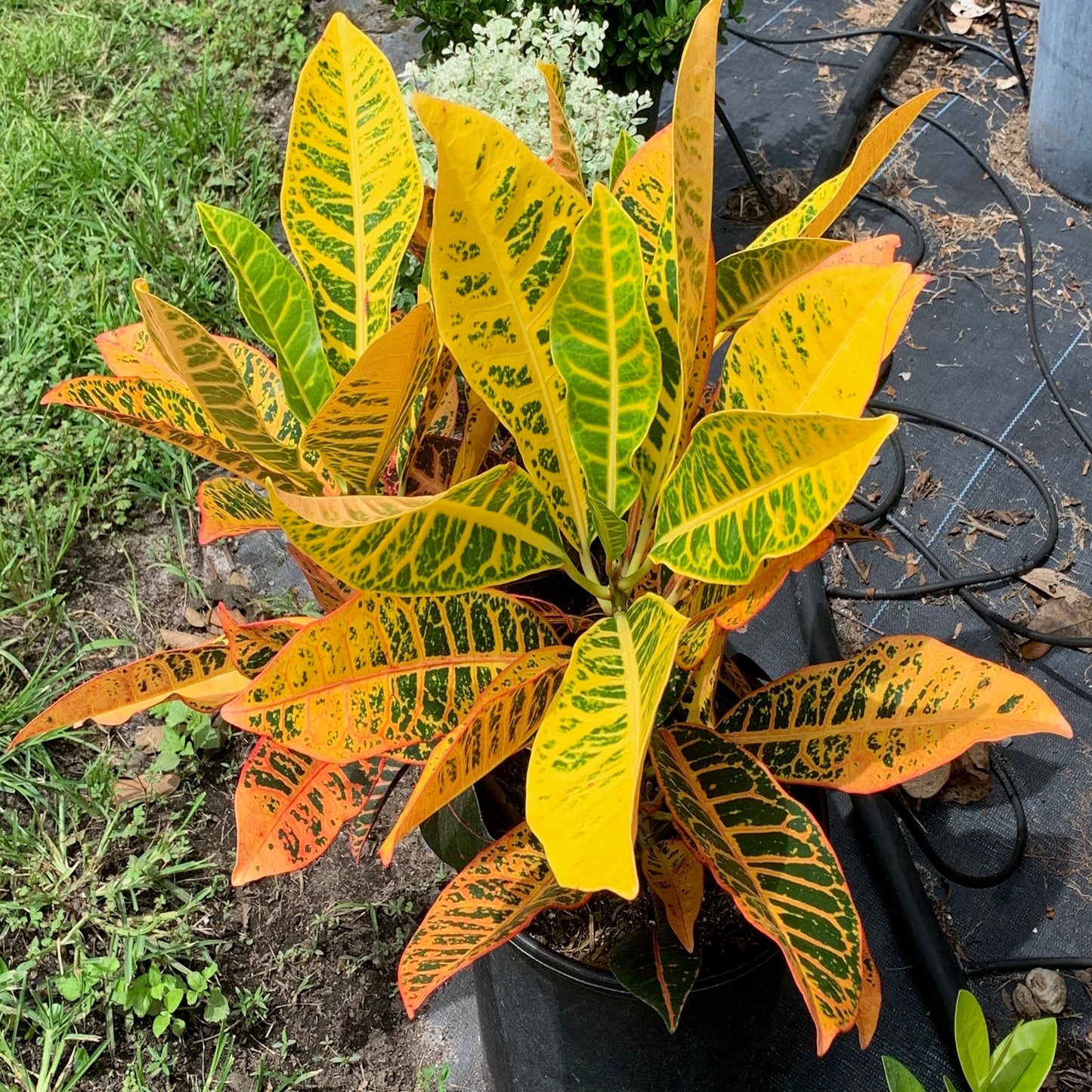 Croton Petra Plant in 10 in. (3 Gal.) Grower Pot