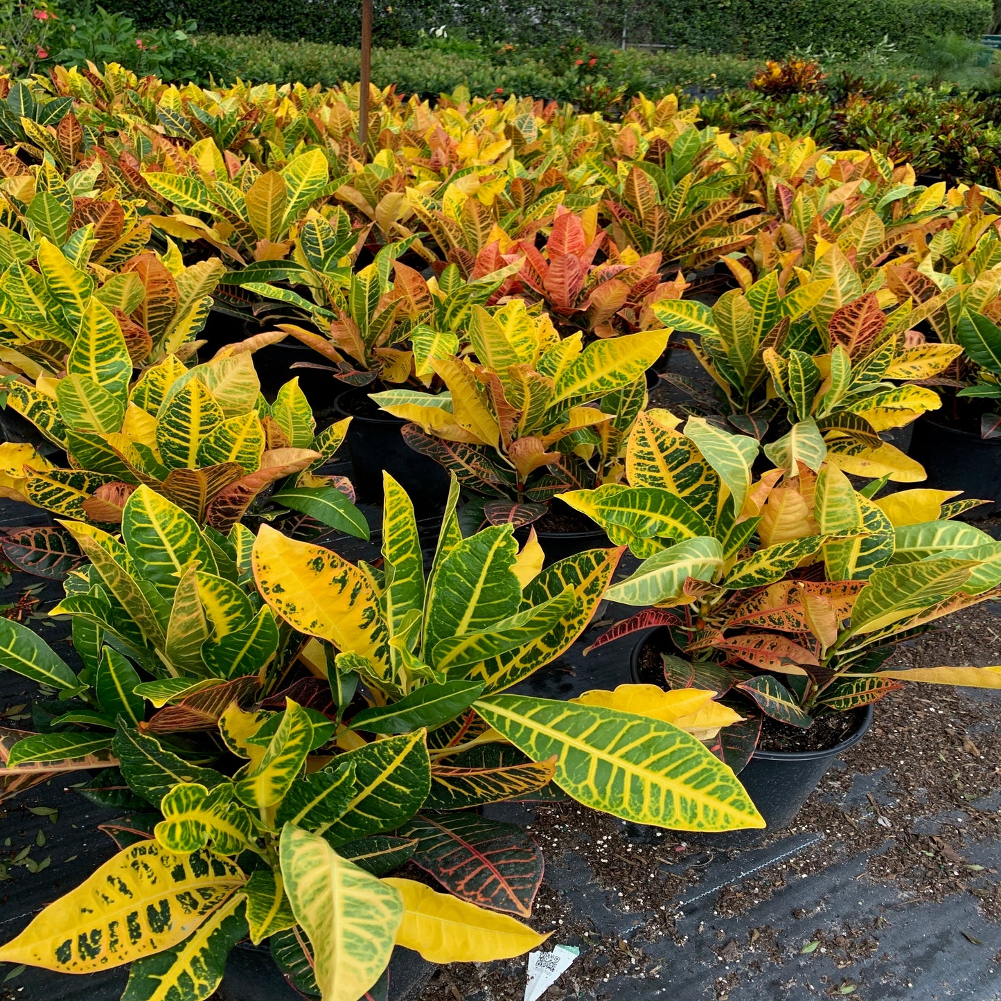 Croton Petra Plant in 10 in. (3 Gal.) Grower Pot