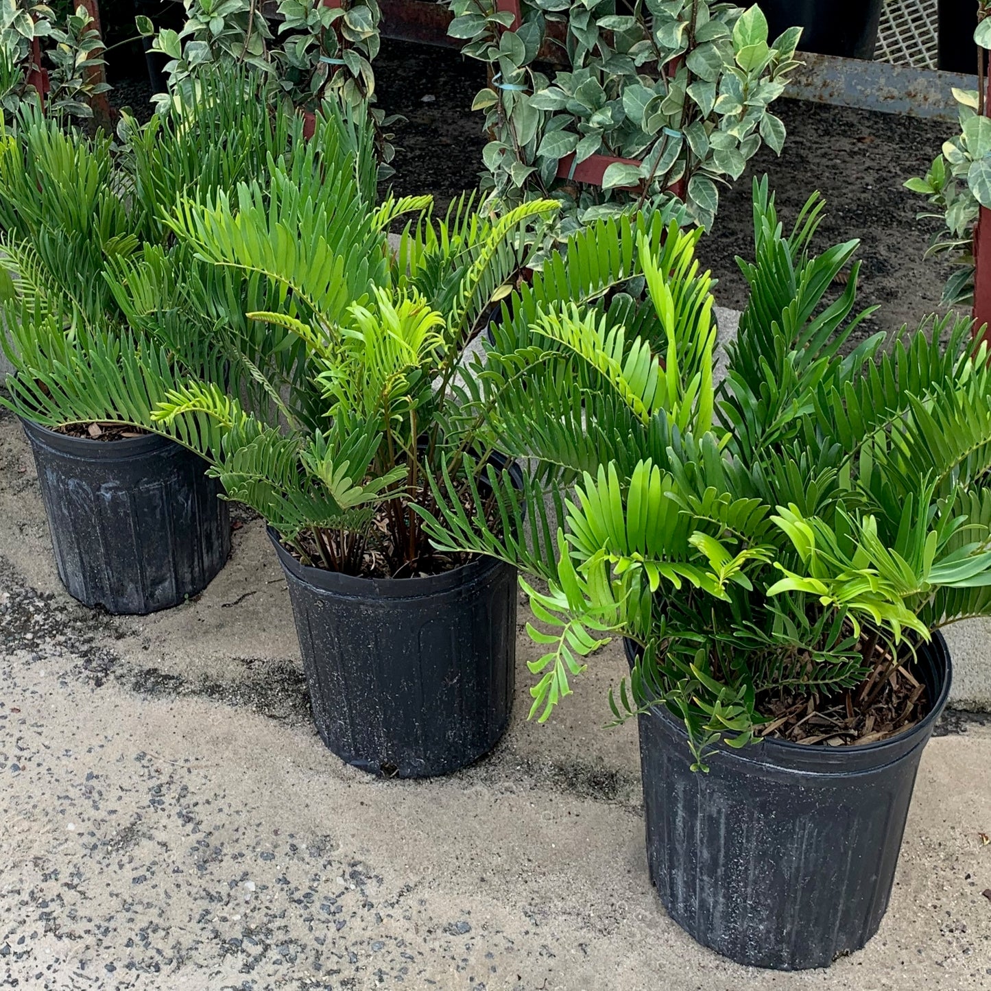 Coontie Cycad (Zamia) Palm in 10 in. (3 Gal.) Grower Pot