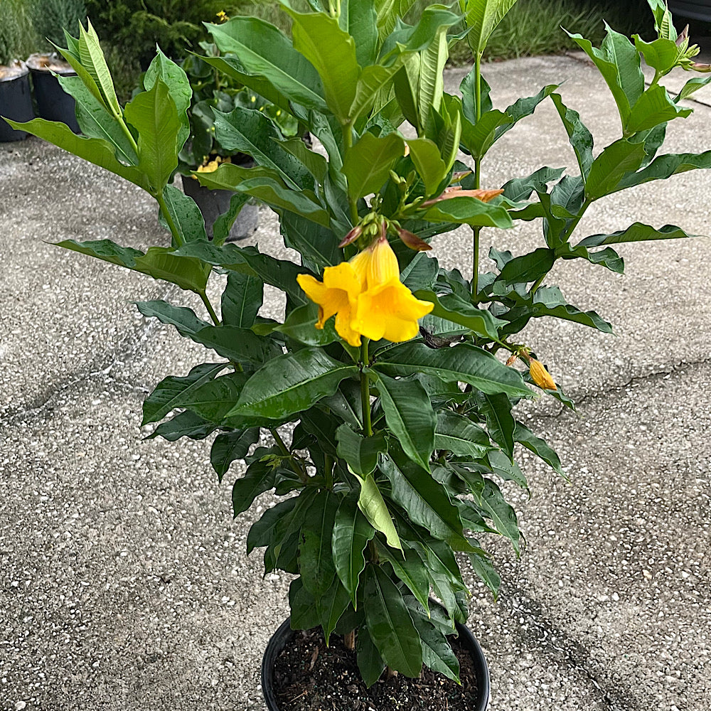 Allamanda Bush Shrub in a 10 in. (3 Gal.) Grower Pot