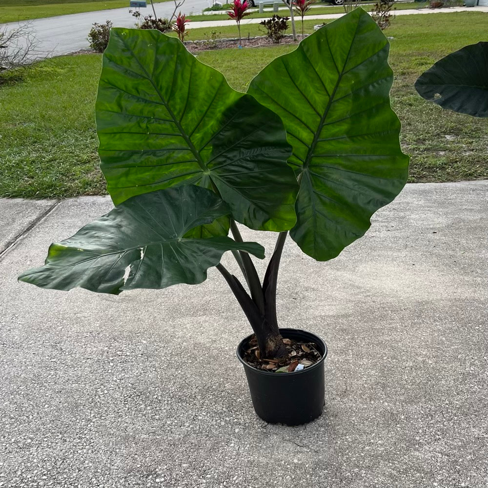 Alocasia Dark Star Elephant Ear Plant in 10 in. (3 Gal.) Nursery Pot