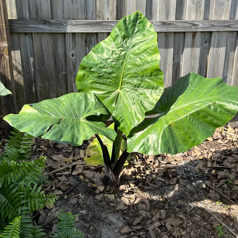 Alocasia Dark Star Elephant Ear Plant in 10 in. (3 Gal.) Nursery Pot