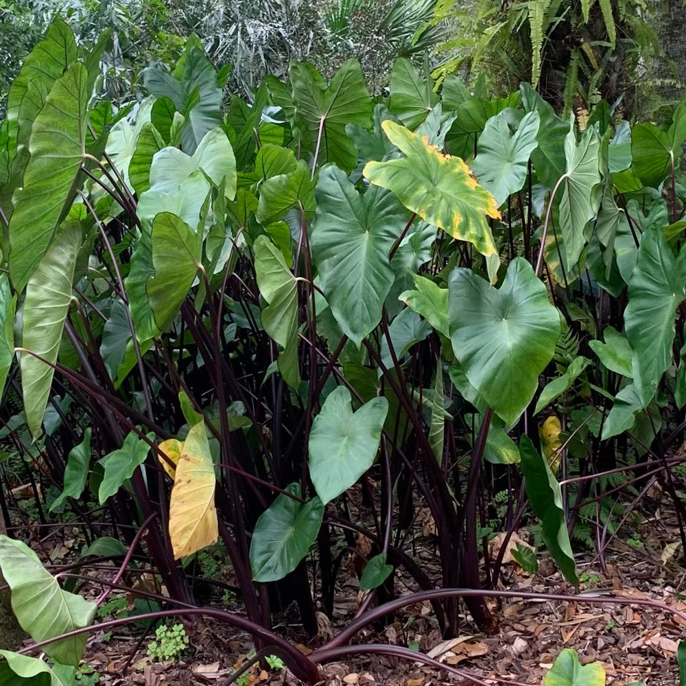 Alocasia Dark Star Elephant Ear Plant in 10 in. (3 Gal.) Nursery Pot