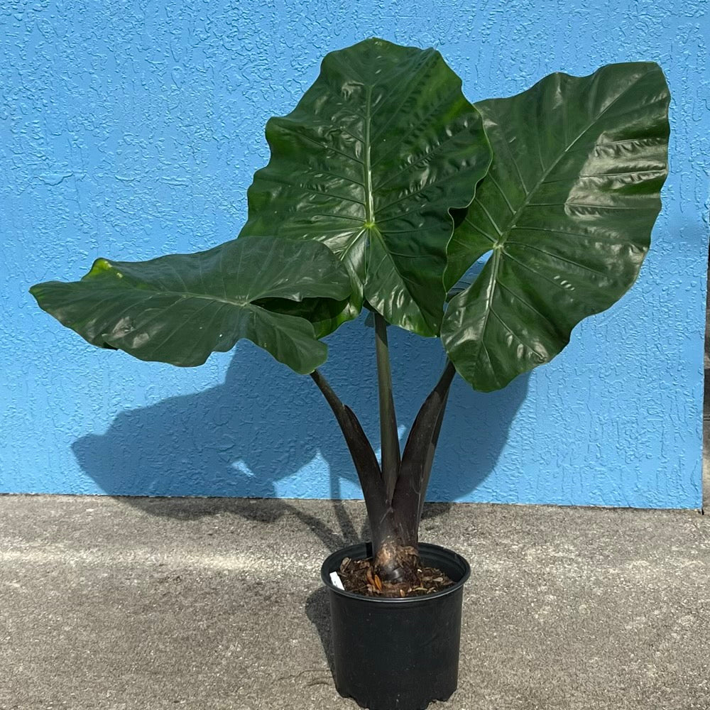 Alocasia Dark Star Elephant Ear Plant in 10 in. (3 Gal.) Nursery Pot