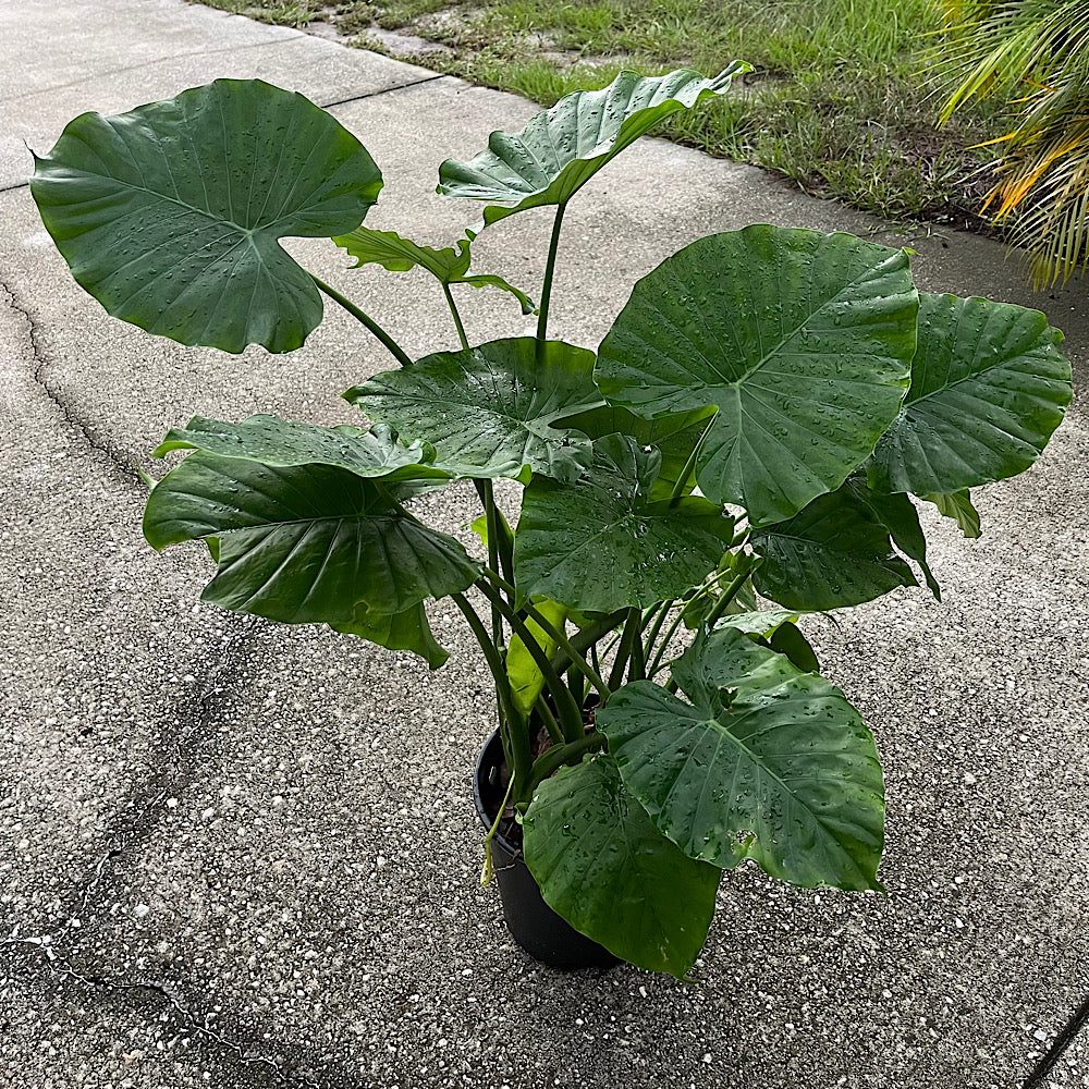 Alocasia Giant Upright Elephant Ear Plant in 10 in. (3 Gal.) Grower Pot