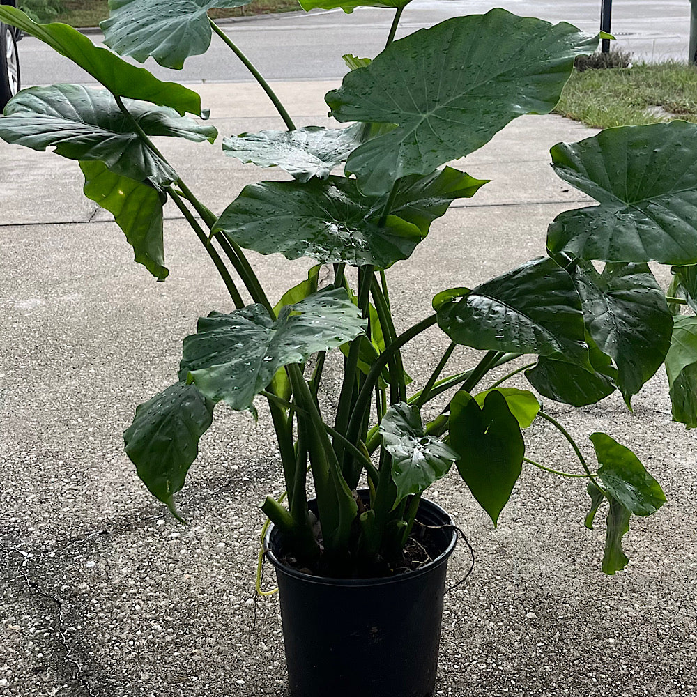 Alocasia Giant Upright Elephant Ear Plant in 10 in. (3 Gal.) Grower Pot