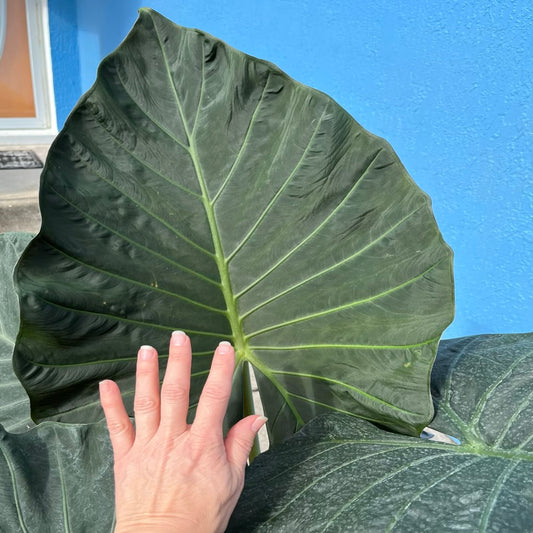 Alocasia Dark Star Elephant Ear Plant in 10 in. (3 Gal.) Nursery Pot