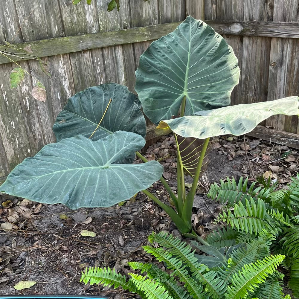 Alocasia Regal Shields Elephant Ear Plant in 10 in. (3 Gal.) Grower Pot