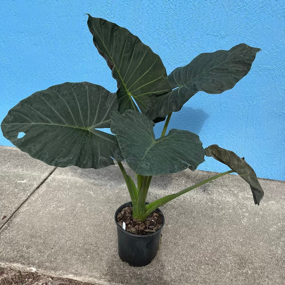 Alocasia Regal Shields Elephant Ear Plant in 10 in. (3 Gal.) Grower Pot