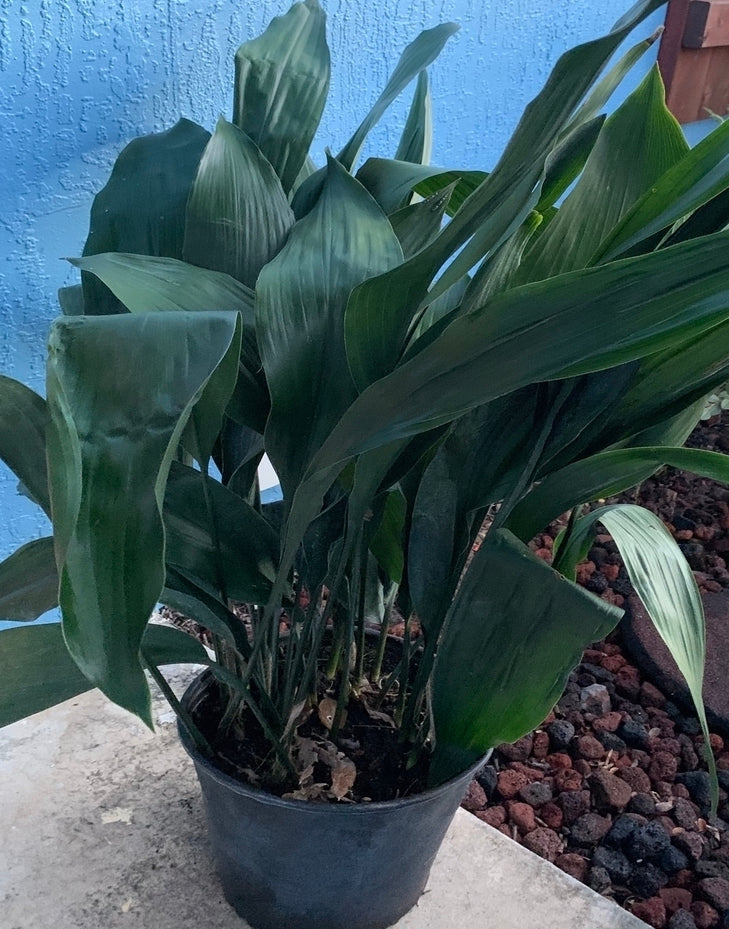 Aspidistra Green Cast Iron Shrub in 10 in. (3 Gal.) Grower Pot