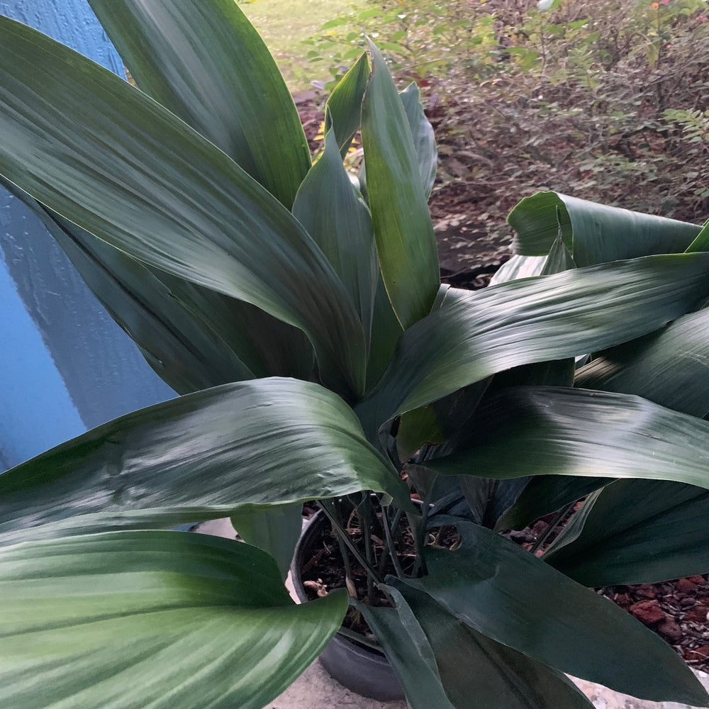 Aspidistra Green Cast Iron Shrub in 10 in. (3 Gal.) Grower Pot