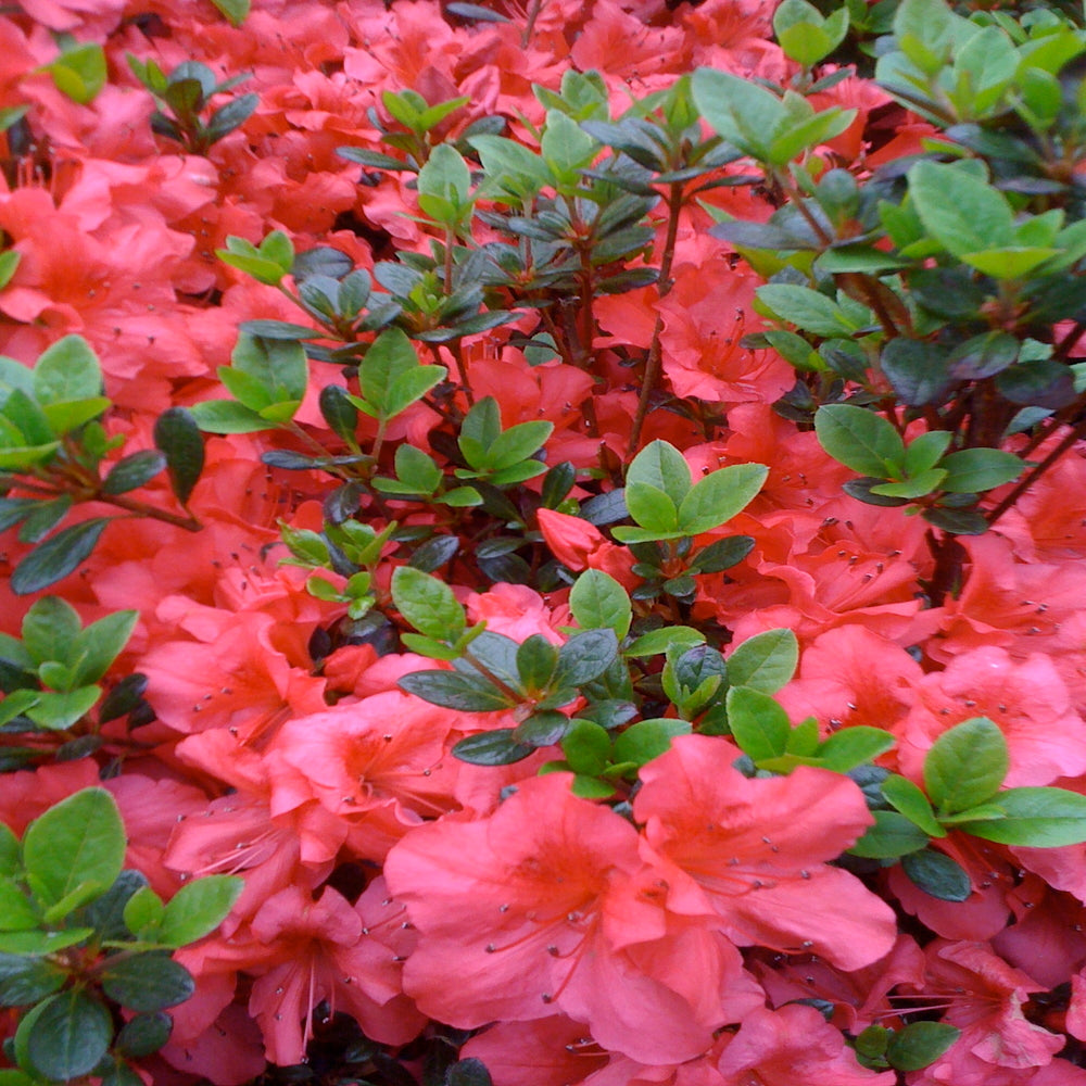 Azalea Fashion Flowering Shrub (Salmon Crimson Flowers) in 10 in. (3 Gal.) Grower Pot