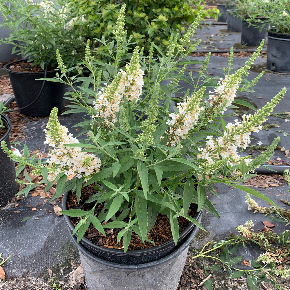 Buddleia Butterfly Bush White Flowering Shrub (White Flowers) in 10 in. (3 Gal.) Grower Pot