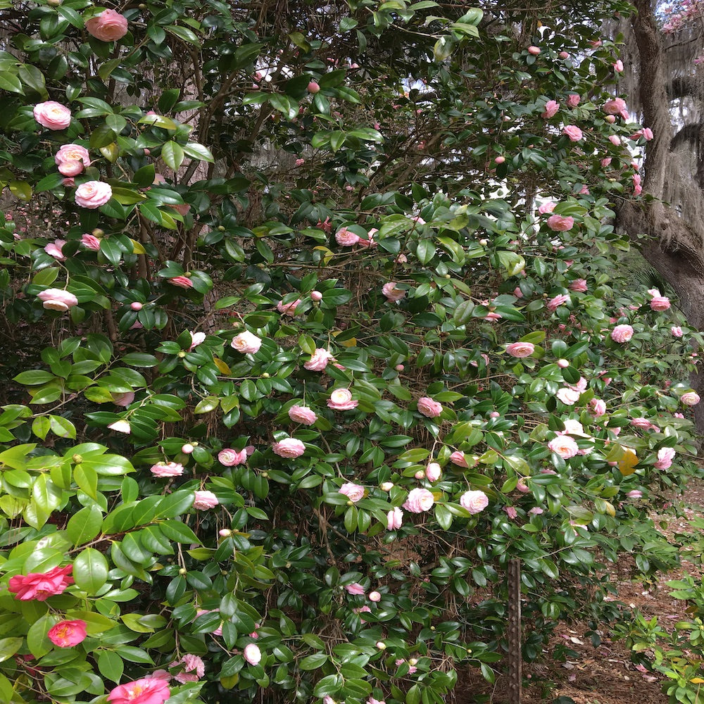 Camellia Japanese High Fragrance Flowering Shrub (Soft Pink Scented Flowers) in a 10 in. (3 Gal.) Grower Pot