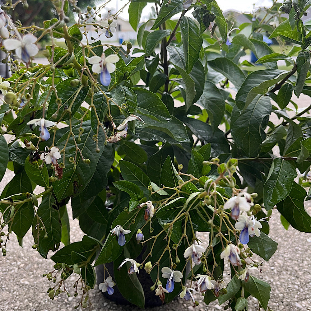 Clerodendrum Blue Butterfly Bush Shrub (Two Toned Violet & Blue Flowers) in a 10 in. (3 Gal.) Grower Pot