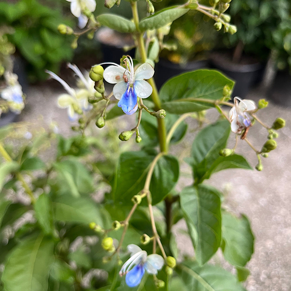 Clerodendrum Blue Butterfly Bush Shrub (Two Toned Violet & Blue Flowers) in a 10 in. (3 Gal.) Grower Pot