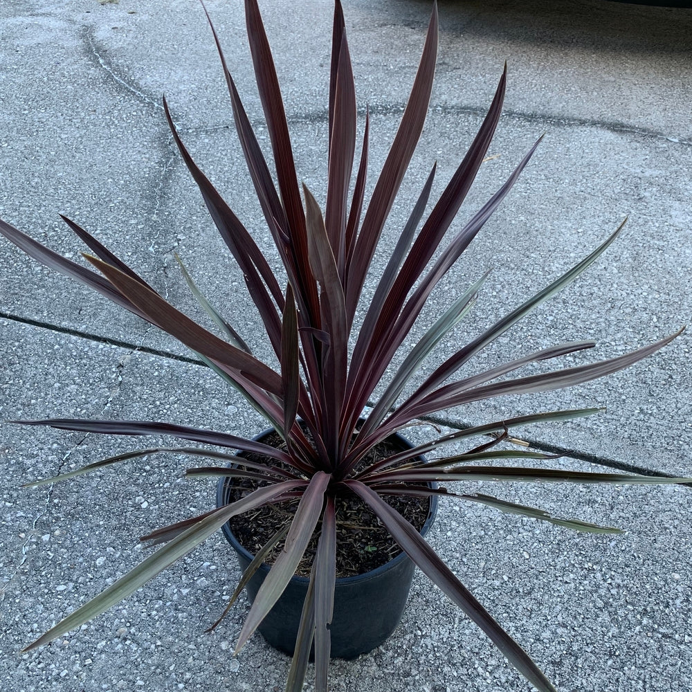 Cordyline Red Sensation Grass Palm Plant With Burgundy Foliage in 10 in. (3 Gal.) Grower Pot