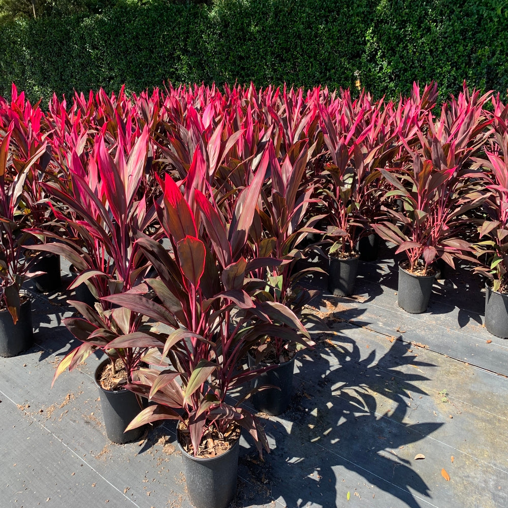 Cordyline Red Sister Hawaiian Ti Plant With Red Foliage in 10 in. (3 Gal.) Grower Pot
