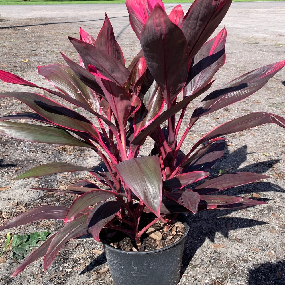 hawaiian ti plant indoor Cordyline Red Sister Hawaiian Ti Plant With Red Foliage in 10 in. (3 G – OnlinePlantCenter