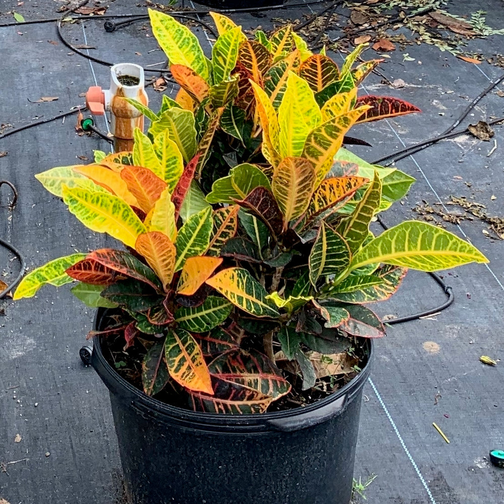 Croton Petra Plant In 10 In 3 Gal Grower Pot OnlinePlantCenter croton-petra-plant-in-10-in-3-gal-grower-pot-onlineplantcenter