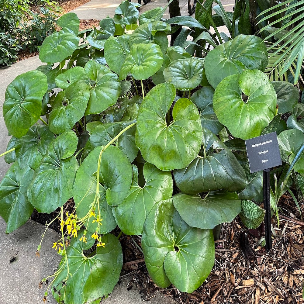 Farfugium Leopard Tractor Seat Plant in a 10 in. (3 Gal.) Nursery Pot