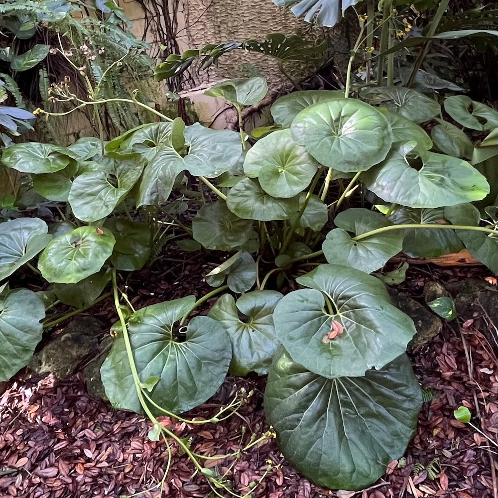 Farfugium Leopard Tractor Seat Plant in a 10 in. (3 Gal.) Nursery Pot