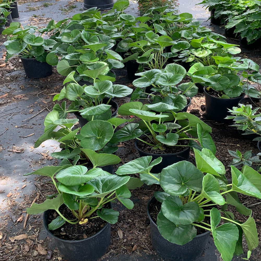 Farfugium Leopard Tractor Seat Plant in a 10 in. (3 Gal.) Nursery Pot