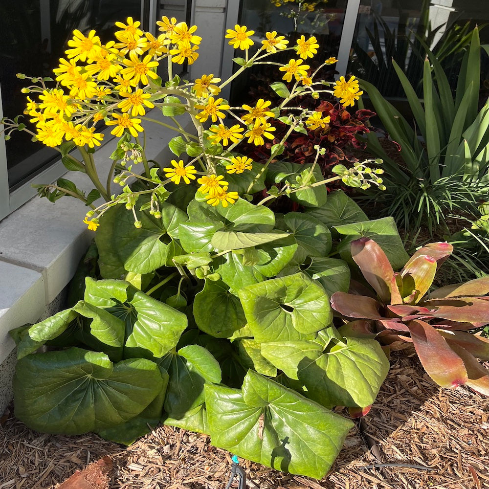 Farfugium Leopard Tractor Seat Plant in a 10 in. (3 Gal.) Nursery Pot