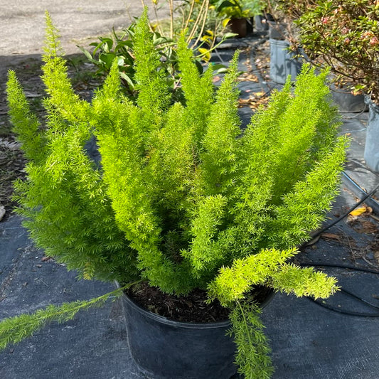 Asparagus Foxtail Fern Plant in 10 in. (3 Gal.) Grower Pot