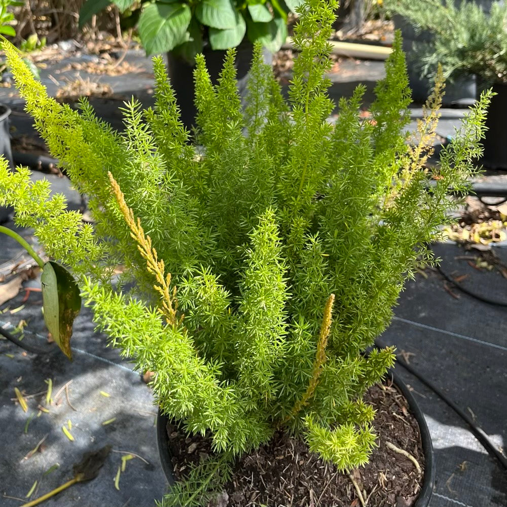 Fern Asparagus Foxtail Fern Plant in 10 in. (3 Gal.) Grower Pot
