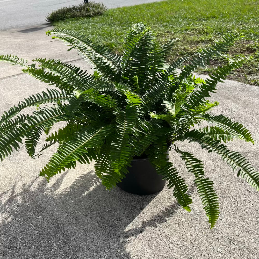 Fern Macho Fern (Nephrolepis) Plant in 10 in. (3 Gal.) Grower Pot