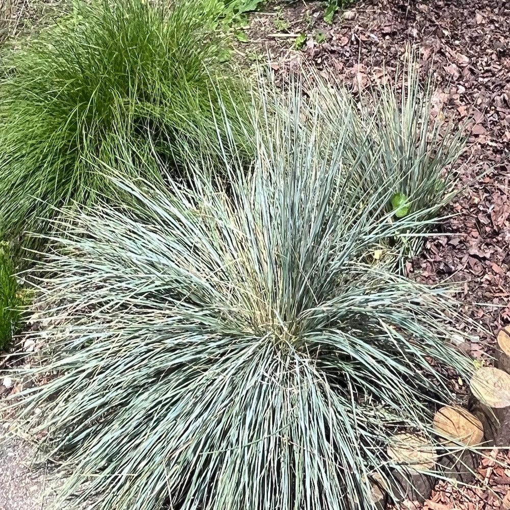 Grass Festuca Elijah Blue Dwarf Fescue Grass with Tan Grass Blooms in a 6-in. (1-gal.) Grower Pot