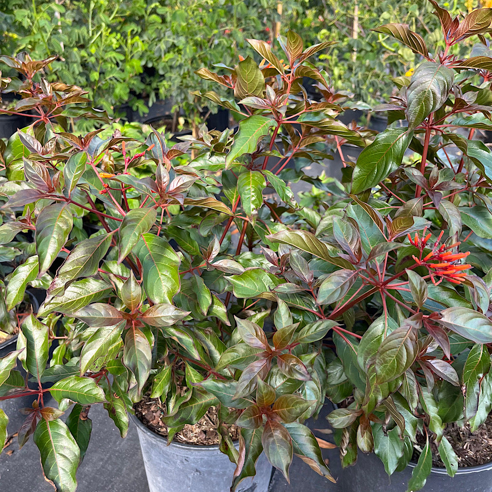 Hamelia Firebush Scarlet Bush Flowering Shrub (Orange Red Flowers) in 10 in. (3 Gal.) Grower Pot