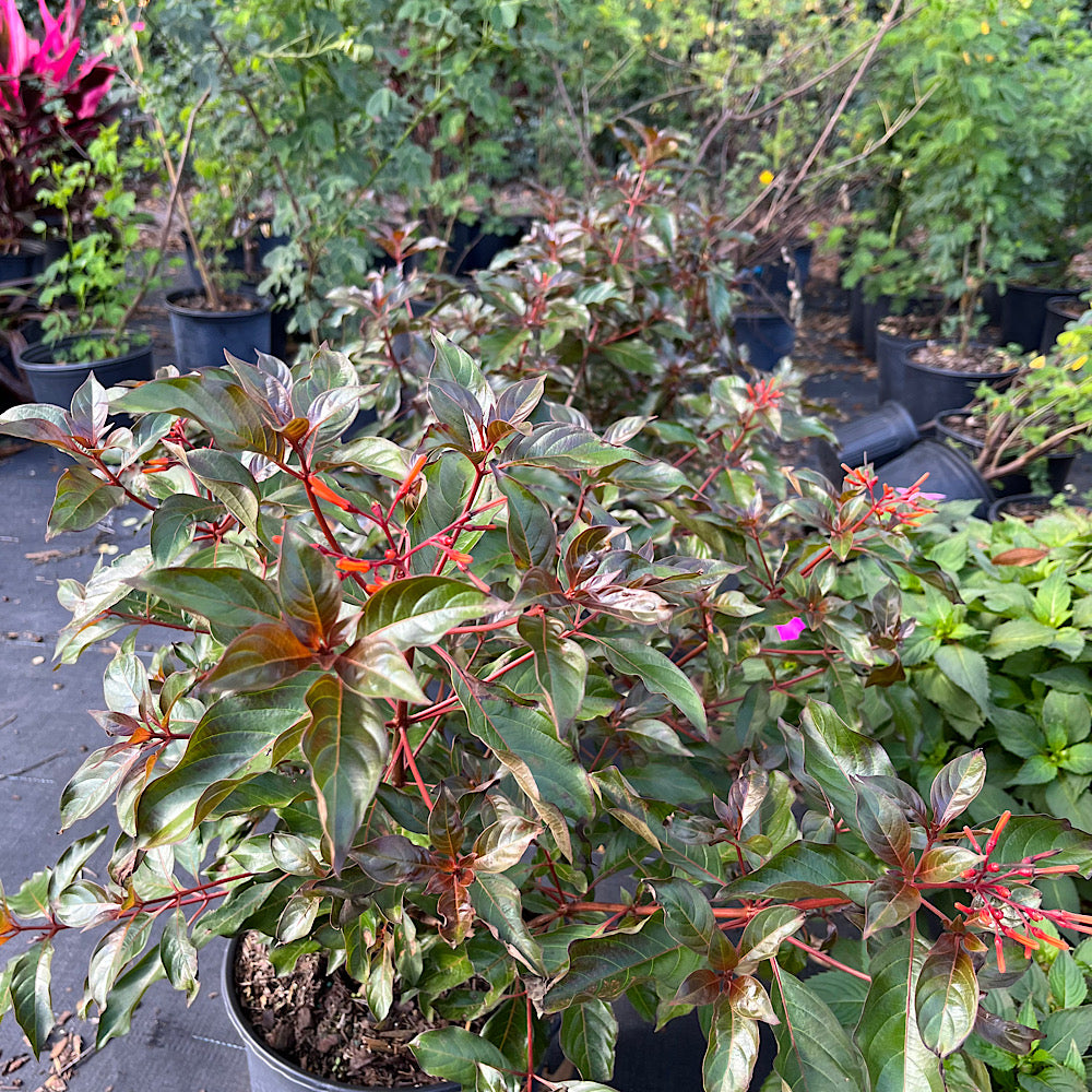 Hamelia Firebush Scarlet Bush Flowering Shrub (Orange Red Flowers) in 10 in. (3 Gal.) Grower Pot