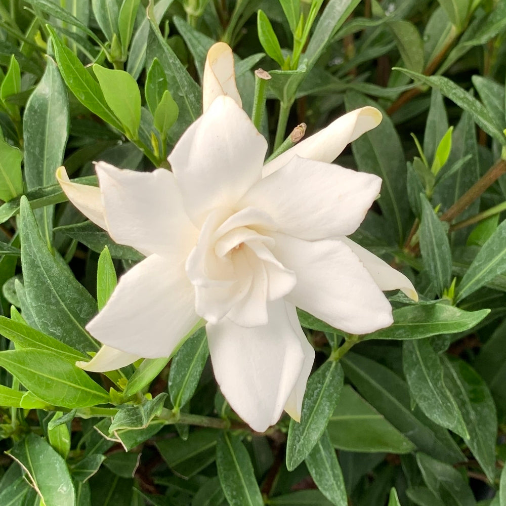 Gardenia Frostproof Flowering Shrub (White Flowers) in 10 in. (3 Gal.) Grower Pot