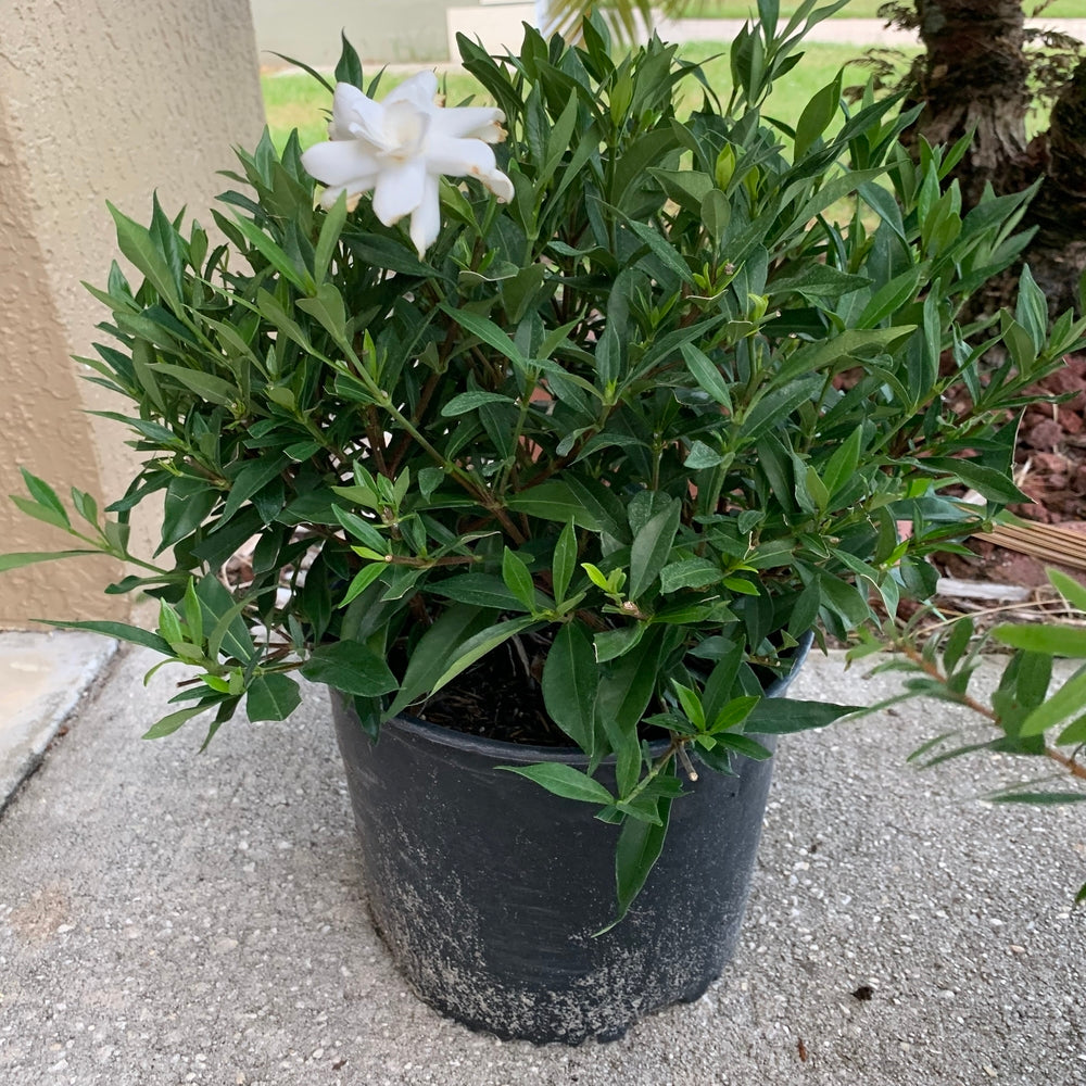 Gardenia Frostproof Flowering Shrub (White Flowers) in 10 in. (3 Gal.) Grower Pot