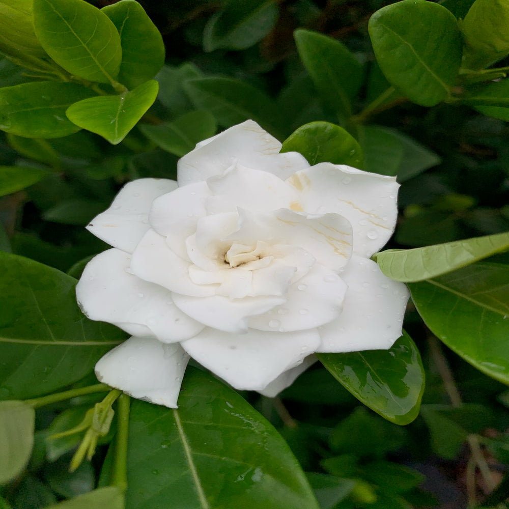 Gardenia Mystery Shrub (White Flowers) in 10 in. (3 Gal.) Grower Pot