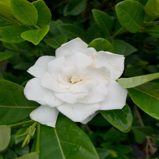 Gardenia Mystery (White Flowers) in 10 in. (3 Gal.) Grower Pot