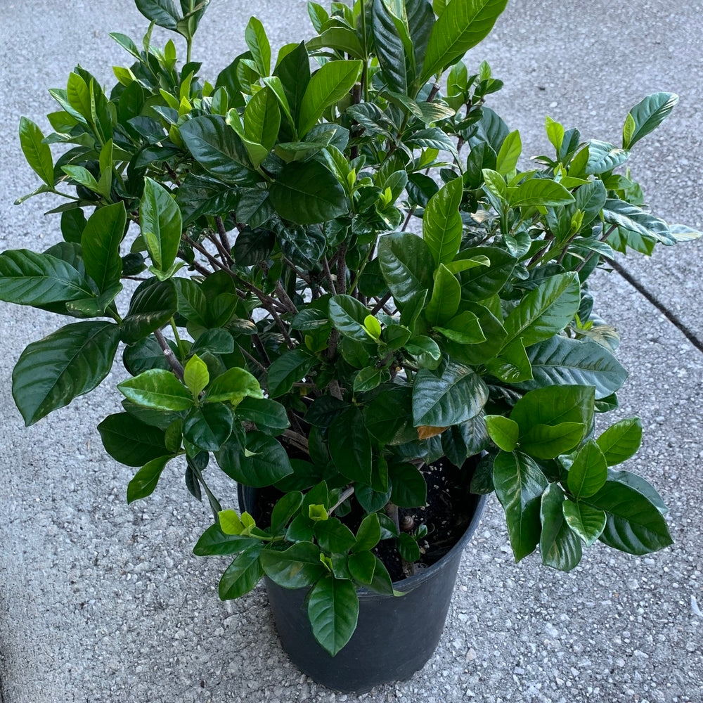 Gardenia Mystery Shrub (White Flowers) in 10 in. (3 Gal.) Grower Pot