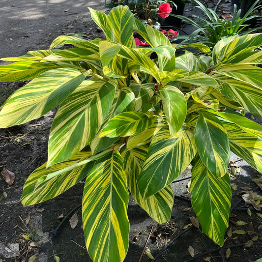 Alpinia Ginger Variegated Shrub in a 10 in. (3 Gal.) Growers Pot