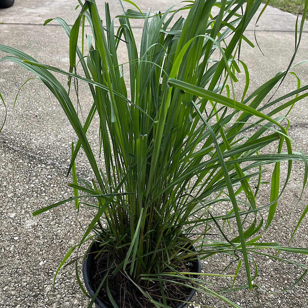 Cymbopogon Lemon Grass Plant in a 10 in. (3 Gal.) Grower Pot