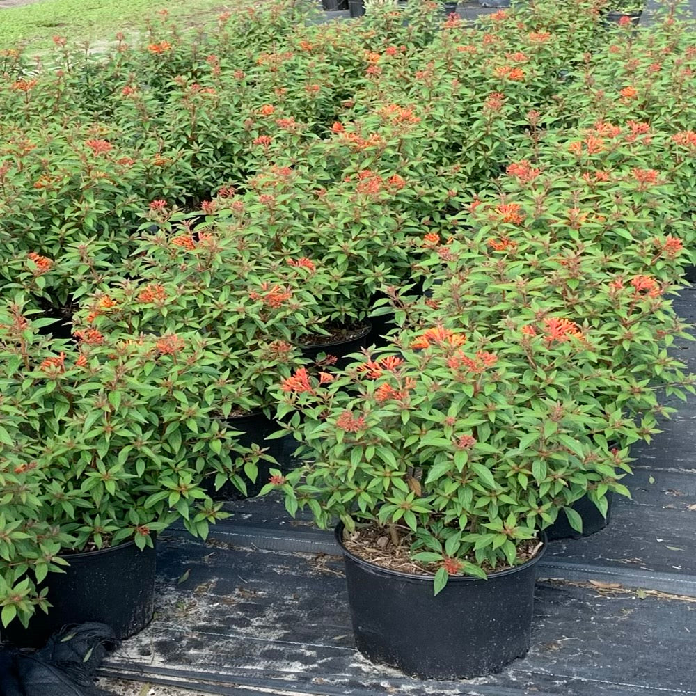 Hamelia Firefly Fire Bush Flowering Shrub (Red Flowers) in 10 in. (3 Gal.) Grower Pot