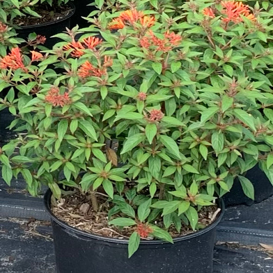 Firefly Fire Bush Flowering Shrub (Red Flowers) in 10 in. (3 Gal.) Grower Pot