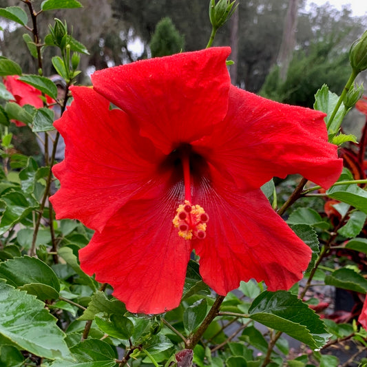 Hibiscus Tropical Brilliant Red Flowering Shrub (Red Flowers) in 10 in. (3 Gal.) Grower Pot