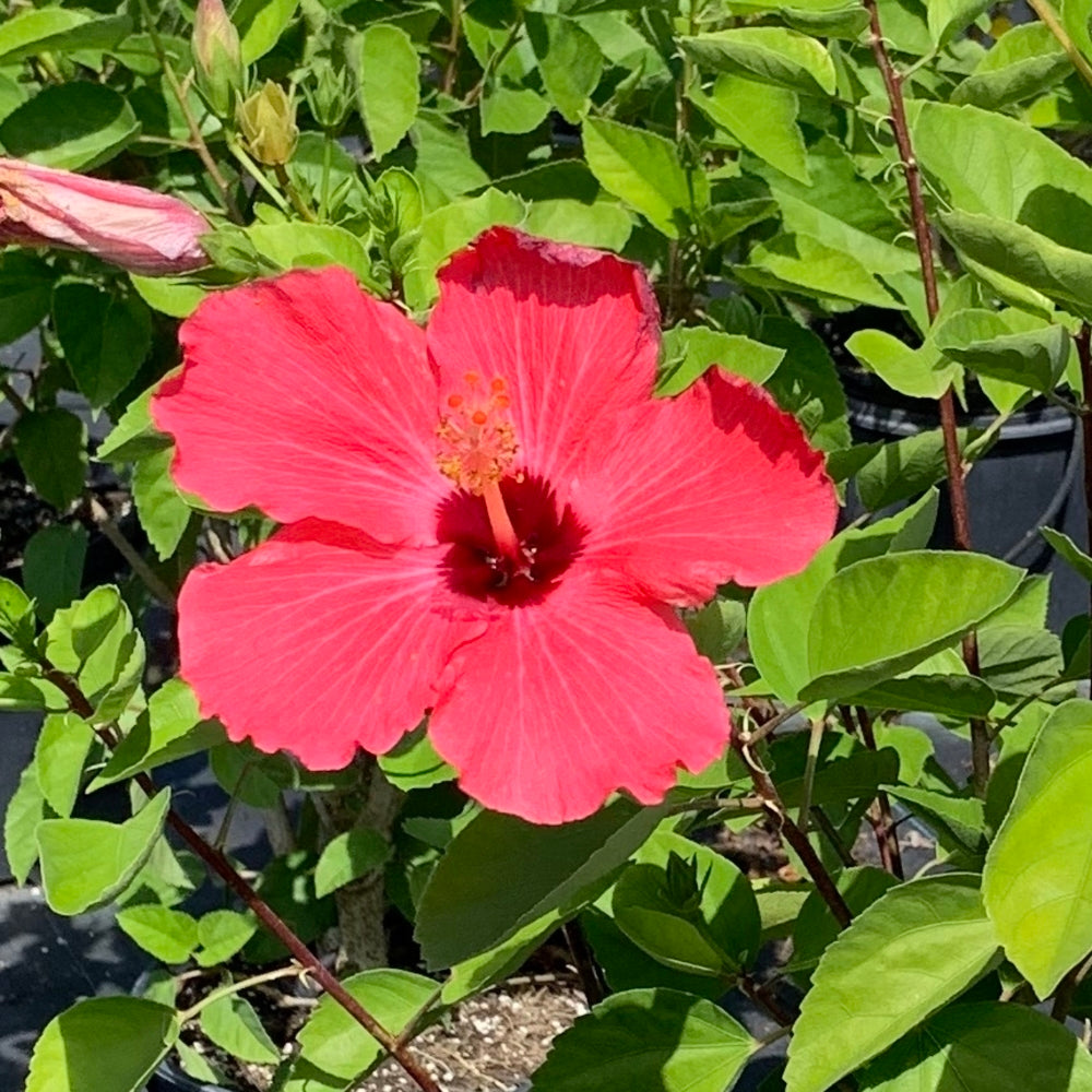 Hibiscus Tropical Painted Lady Flowering Shrub (Rosy Reddish Pink Flowers) in 10 in. (3 Gal.) Grower Pot